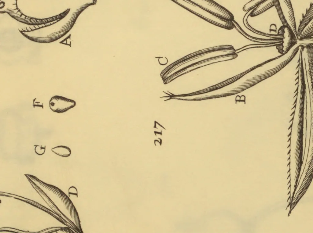 An illustration from Anatome plantarum. Cui subjungjungitur appendix, iteratas & auctas ejusdem authoris de ovo incubato observationes continens. Regiae societati, Londini ad scientan naturalem promovendam institutae, dicata, 1675, leaf 180