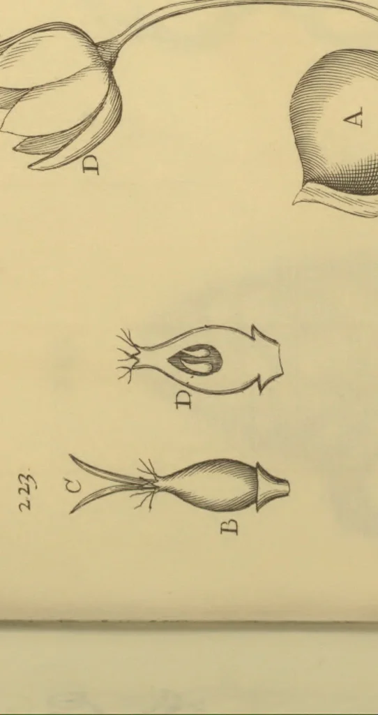An illustration from Anatome plantarum. Cui subjungjungitur appendix, iteratas & auctas ejusdem authoris de ovo incubato observationes continens. Regiae societati, Londini ad scientan naturalem promovendam institutae, dicata, 1675, leaf 182