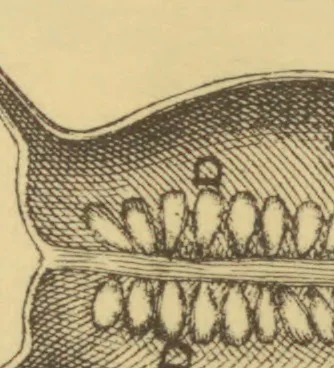 An illustration from Anatome plantarum. Cui subjungjungitur appendix, iteratas & auctas ejusdem authoris de ovo incubato observationes continens. Regiae societati, Londini ad scientan naturalem promovendam institutae, dicata, 1675, leaf 200