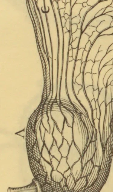 An illustration from Anatome plantarum. Cui subjungjungitur appendix, iteratas & auctas ejusdem authoris de ovo incubato observationes continens. Regiae societati, Londini ad scientan naturalem promovendam institutae, dicata, 1675, leaf 202