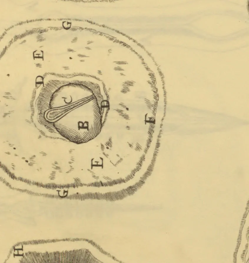 An illustration from Anatome plantarum. Cui subjungjungitur appendix, iteratas & auctas ejusdem authoris de ovo incubato observationes continens. Regiae societati, Londini ad scientan naturalem promovendam institutae, dicata, 1675, leaf 234