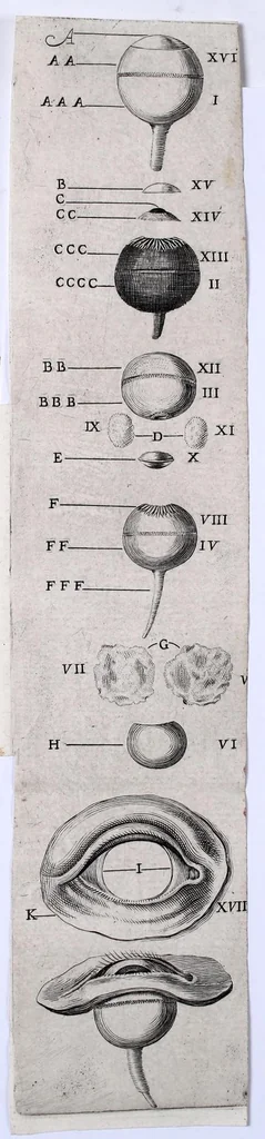An illustration from Anatomia artifiziale dell' occhio umano, 1679, leaf 47