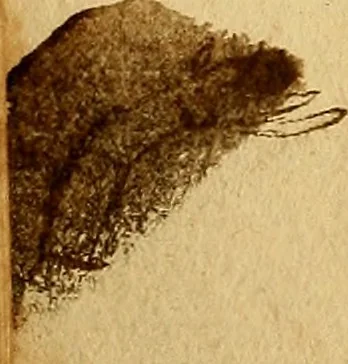 An illustration from Anatomia chirurgica cioè istoria anatomica dell'ossa, e muscoli del corpo umano : con la descrizzione de'vasi, che scorrono per le parti esterne, & in particolare par gl'articoli, & un breve trattato della circolazione del sangue in quest terza impressione riformata, & accresciuta di molte riflessioni pathologiche-chirurgiche, 1687, leaf 229