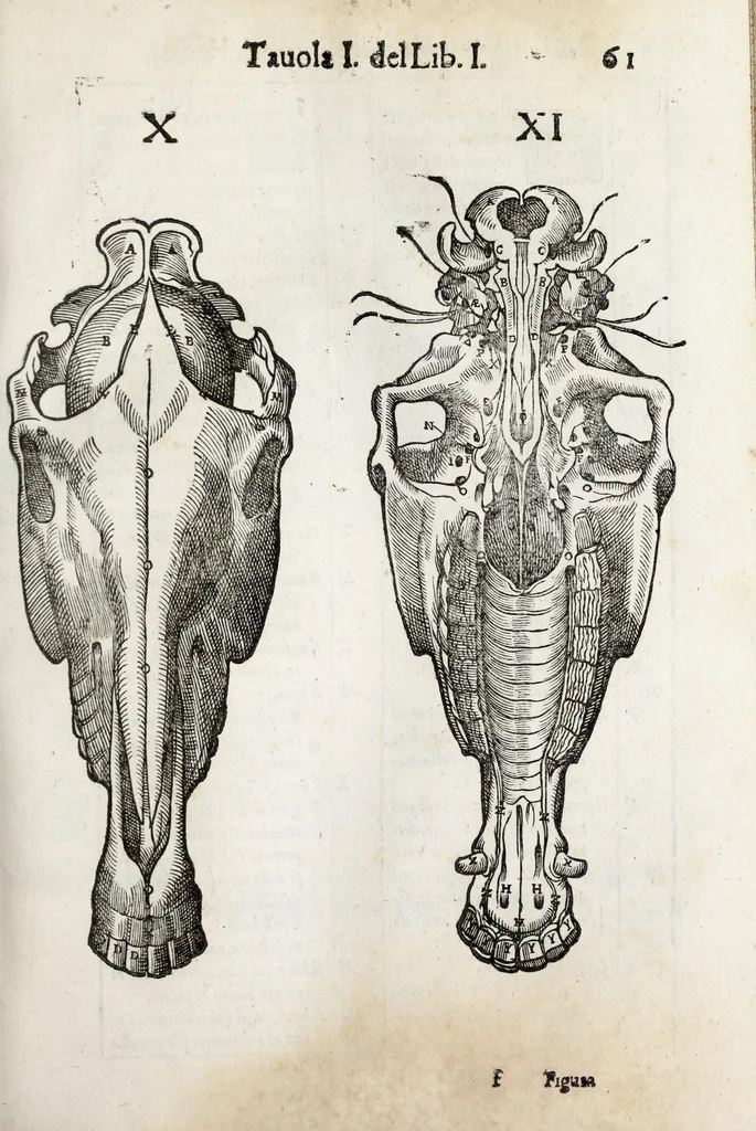 An illustration from Anatomia del cavallo, infermità, et svoi rimedii : opera nuova ..., 1599, leaf 101