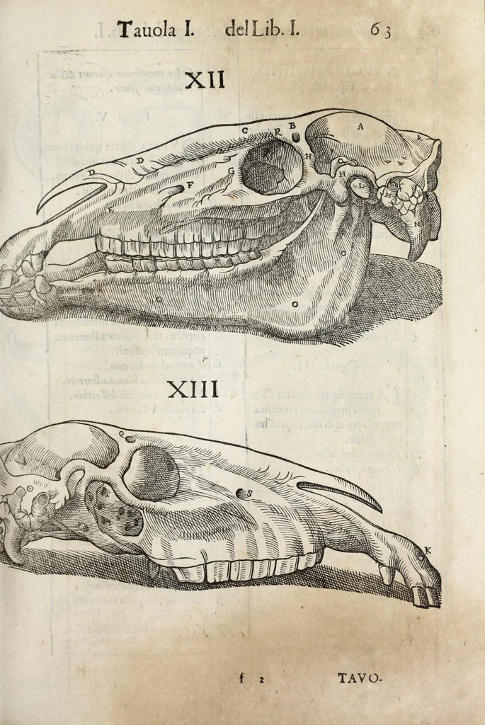 An illustration from Anatomia del cavallo, infermità, et svoi rimedii : opera nuova ..., 1599, leaf 103
