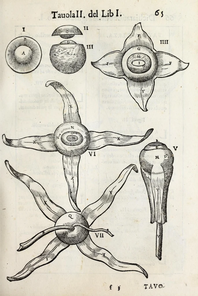 An illustration from Anatomia del cavallo, infermità, et svoi rimedii : opera nuova ..., 1599, leaf 105