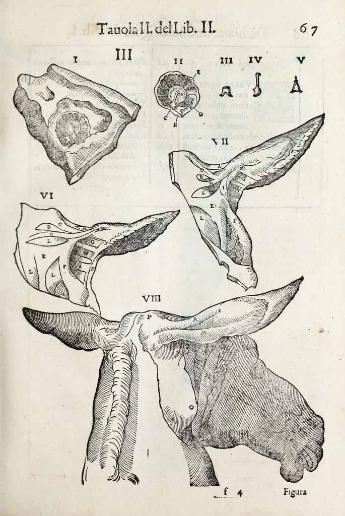An illustration from Anatomia del cavallo, infermità, et svoi rimedii : opera nuova ..., 1599, leaf 107