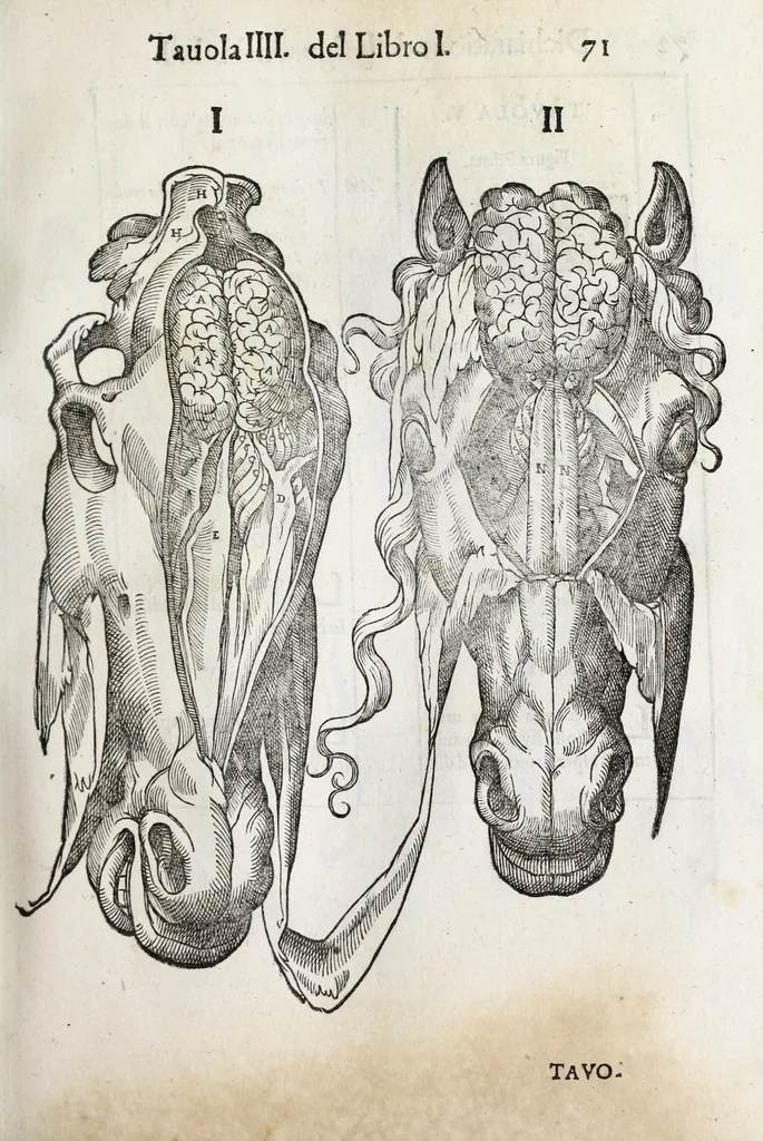 An illustration from Anatomia del cavallo, infermità, et svoi rimedii : opera nuova ..., 1599, leaf 111