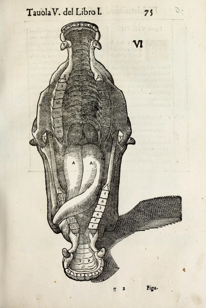 An illustration from Anatomia del cavallo, infermità, et svoi rimedii : opera nuova ..., 1599, leaf 115