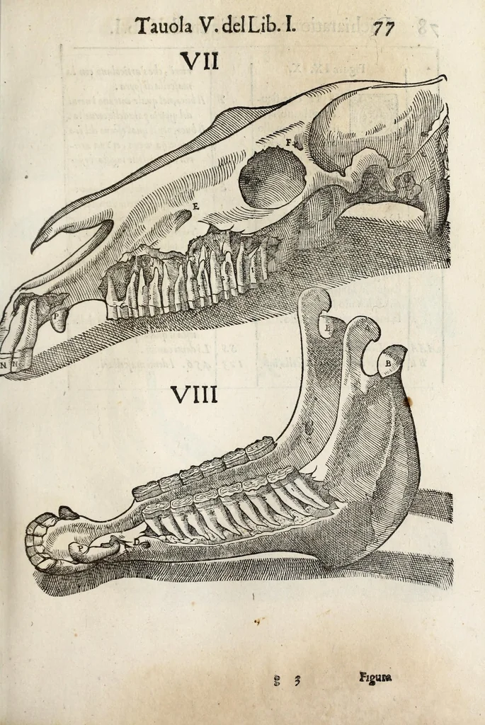 An illustration from Anatomia del cavallo, infermità, et svoi rimedii : opera nuova ..., 1599, leaf 117