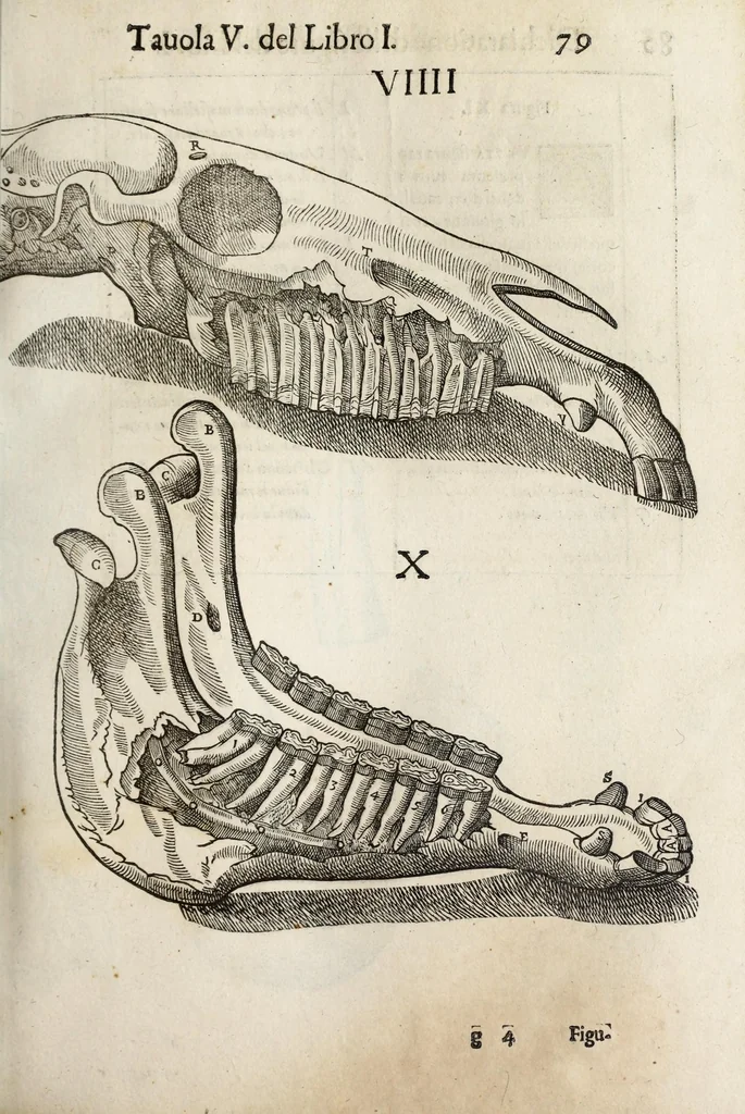 An illustration from Anatomia del cavallo, infermità, et svoi rimedii : opera nuova ..., 1599, leaf 119