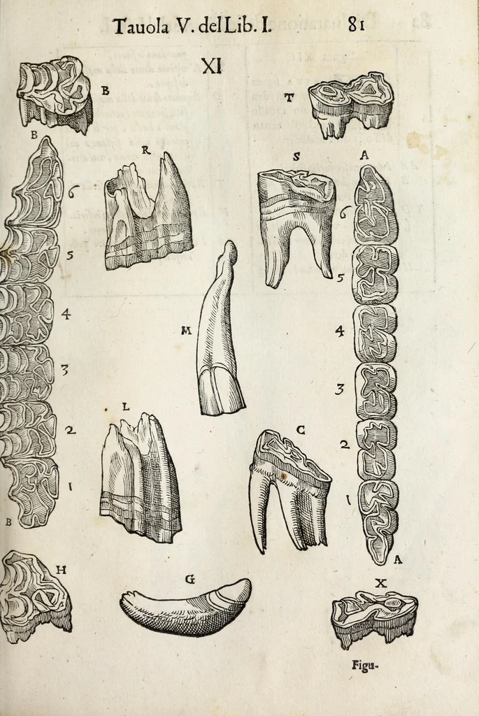 An illustration from Anatomia del cavallo, infermità, et svoi rimedii : opera nuova ..., 1599, leaf 121