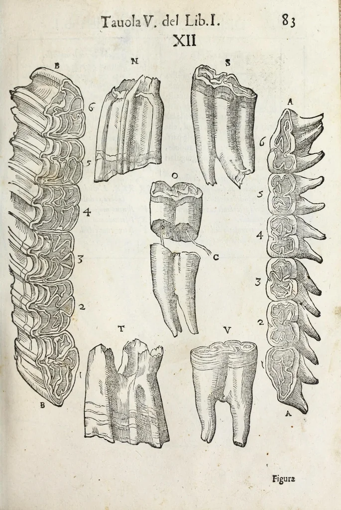 An illustration from Anatomia del cavallo, infermità, et svoi rimedii : opera nuova ..., 1599, leaf 123