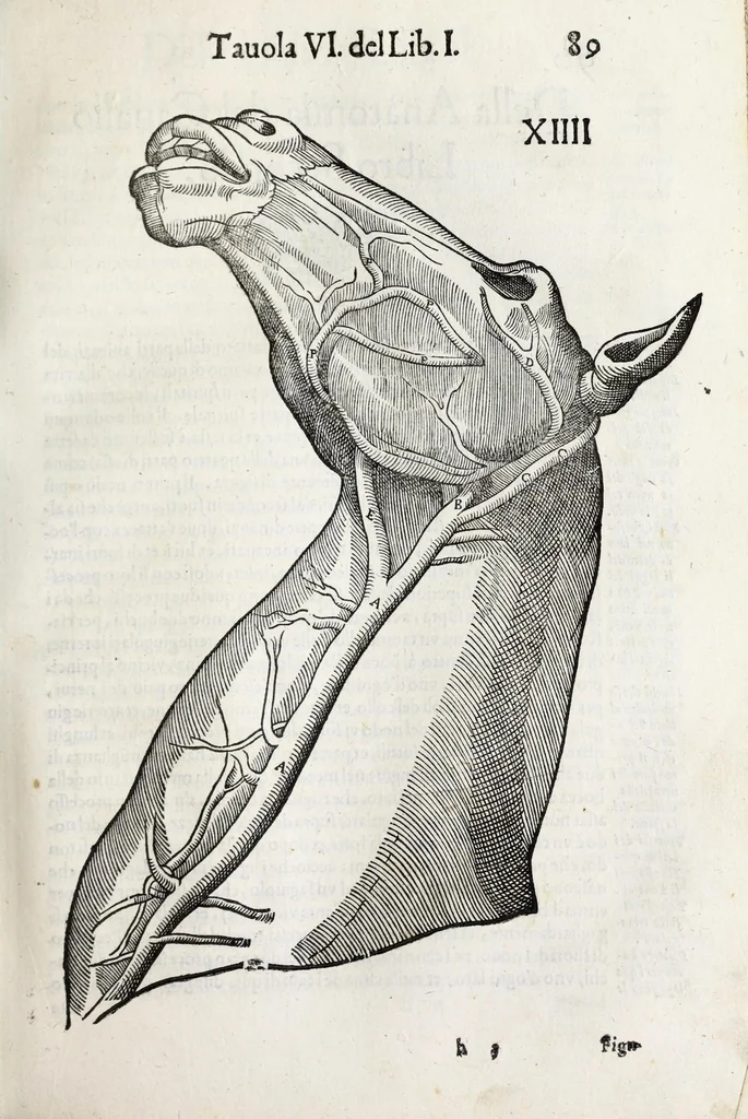 An illustration from Anatomia del cavallo, infermità, et svoi rimedii : opera nuova ..., 1599, leaf 129
