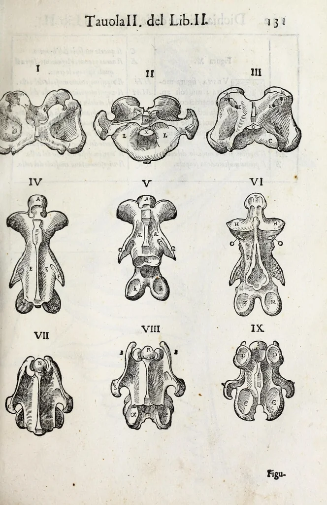An illustration from Anatomia del cavallo, infermità, et svoi rimedii : opera nuova ..., 1599, leaf 171