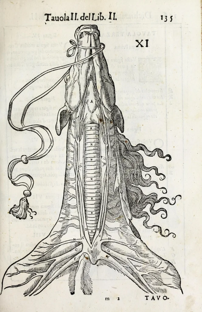 An illustration from Anatomia del cavallo, infermità, et svoi rimedii : opera nuova ..., 1599, leaf 175