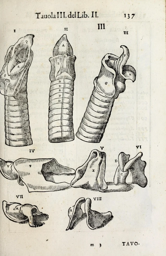 An illustration from Anatomia del cavallo, infermità, et svoi rimedii : opera nuova ..., 1599, leaf 177