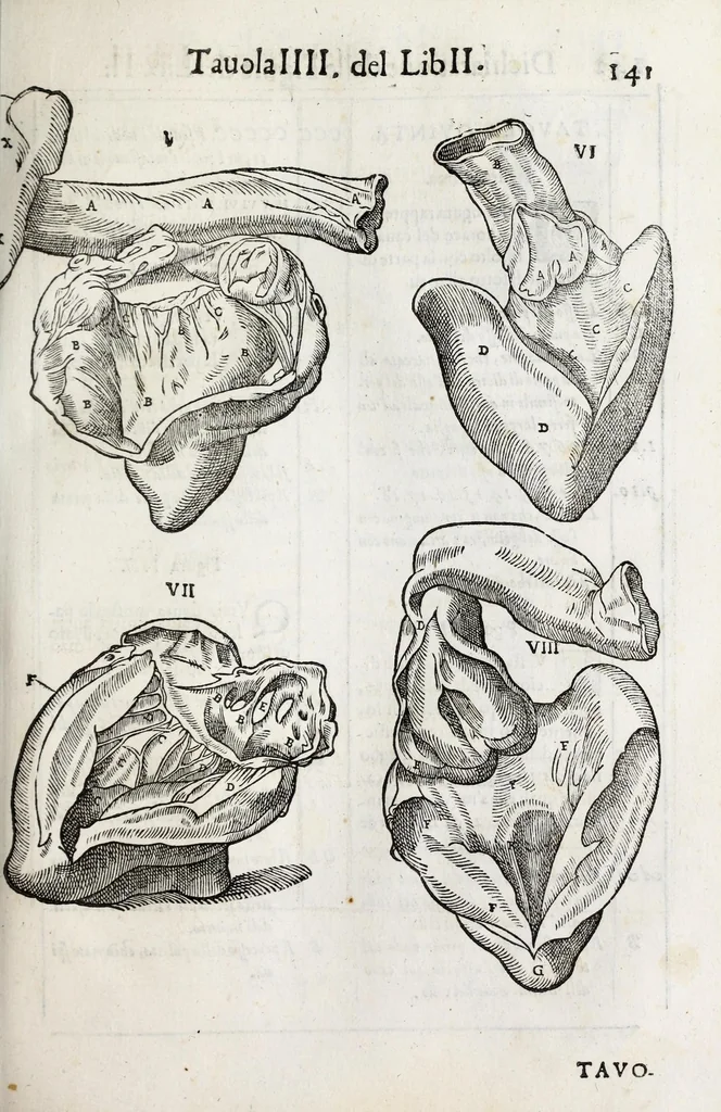 An illustration from Anatomia del cavallo, infermità, et svoi rimedii : opera nuova ..., 1599, leaf 181