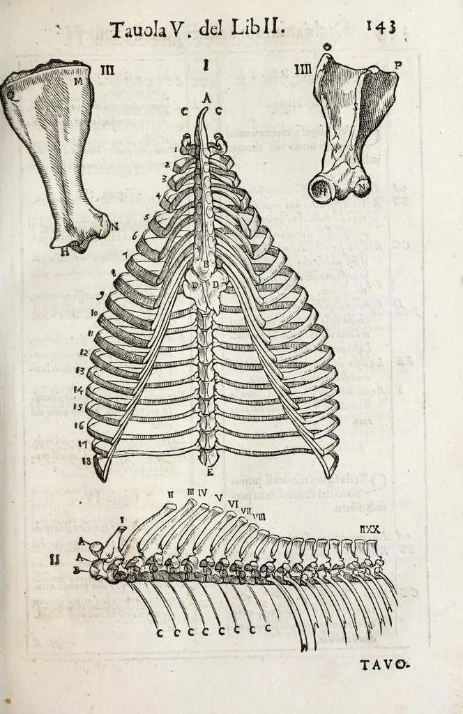 An illustration from Anatomia del cavallo, infermità, et svoi rimedii : opera nuova ..., 1599, leaf 183