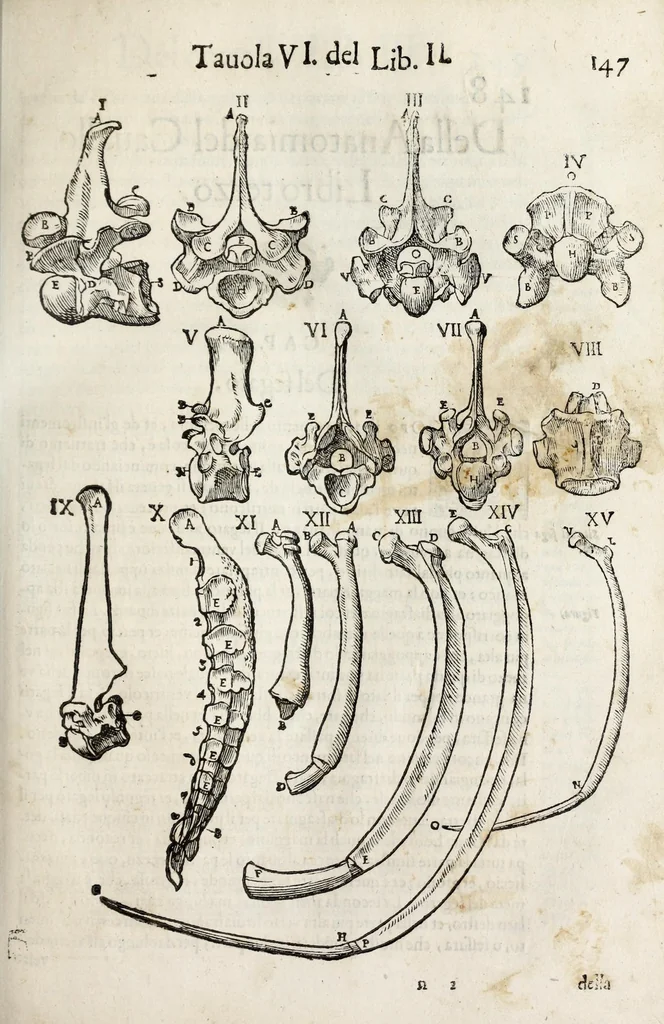 An illustration from Anatomia del cavallo, infermità, et svoi rimedii : opera nuova ..., 1599, leaf 187
