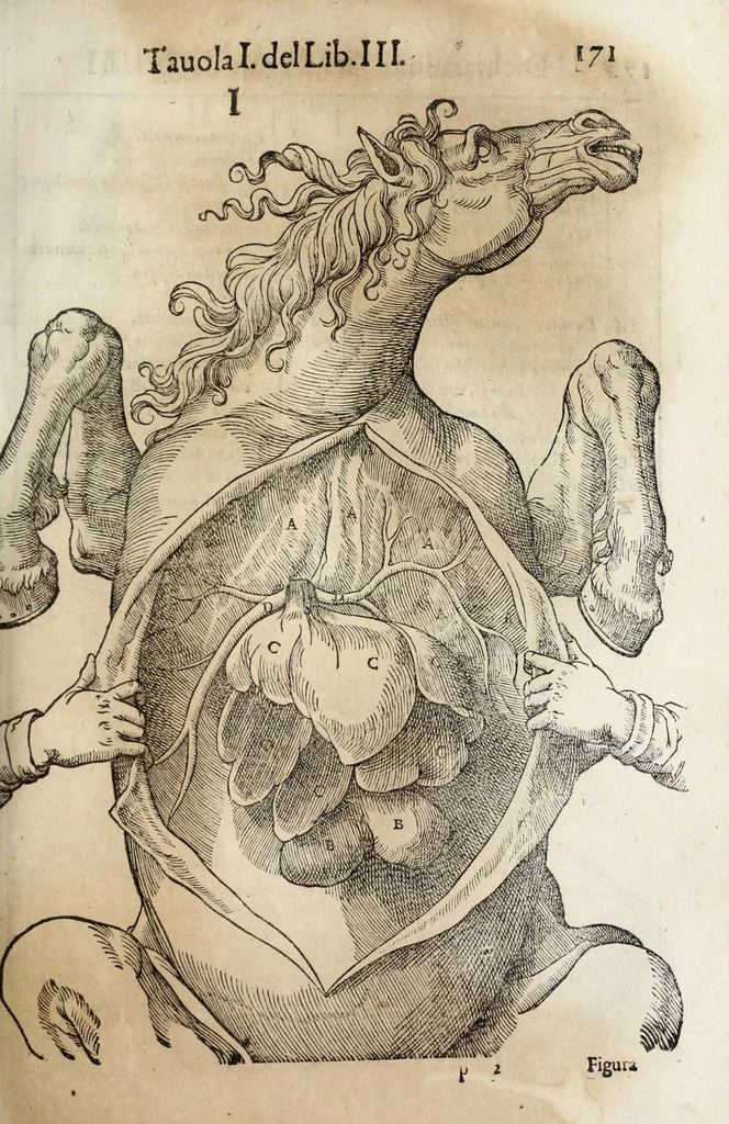 An illustration from Anatomia del cavallo, infermità, et svoi rimedii : opera nuova ..., 1599, leaf 211