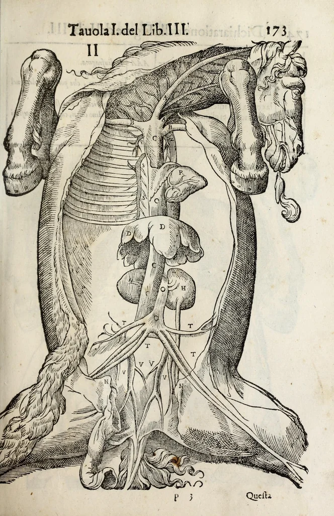 An illustration from Anatomia del cavallo, infermità, et svoi rimedii : opera nuova ..., 1599, leaf 213