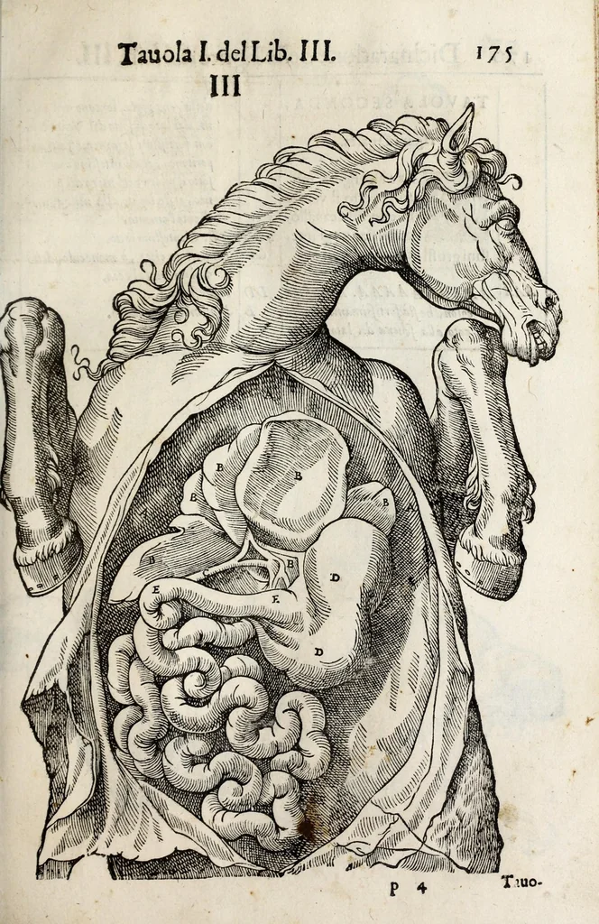 An illustration from Anatomia del cavallo, infermità, et svoi rimedii : opera nuova ..., 1599, leaf 215