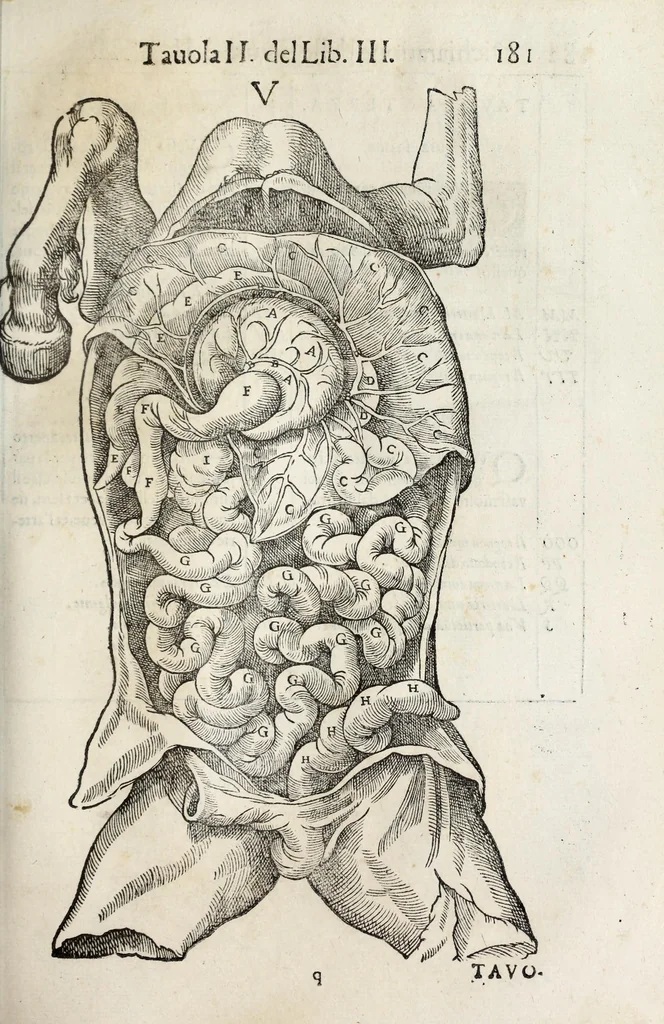 An illustration from Anatomia del cavallo, infermità, et svoi rimedii : opera nuova ..., 1599, leaf 221