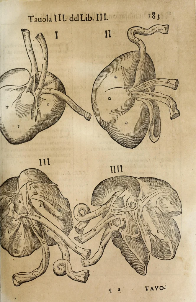 An illustration from Anatomia del cavallo, infermità, et svoi rimedii : opera nuova ..., 1599, leaf 223