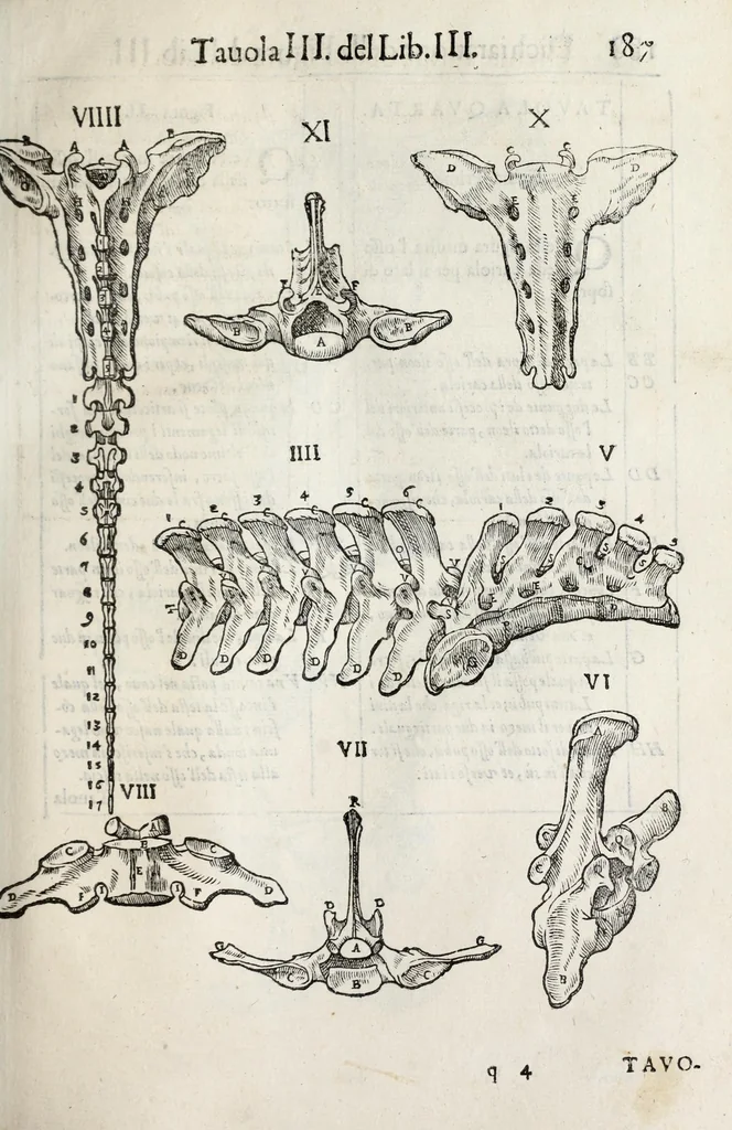 An illustration from Anatomia del cavallo, infermità, et svoi rimedii : opera nuova ..., 1599, leaf 227