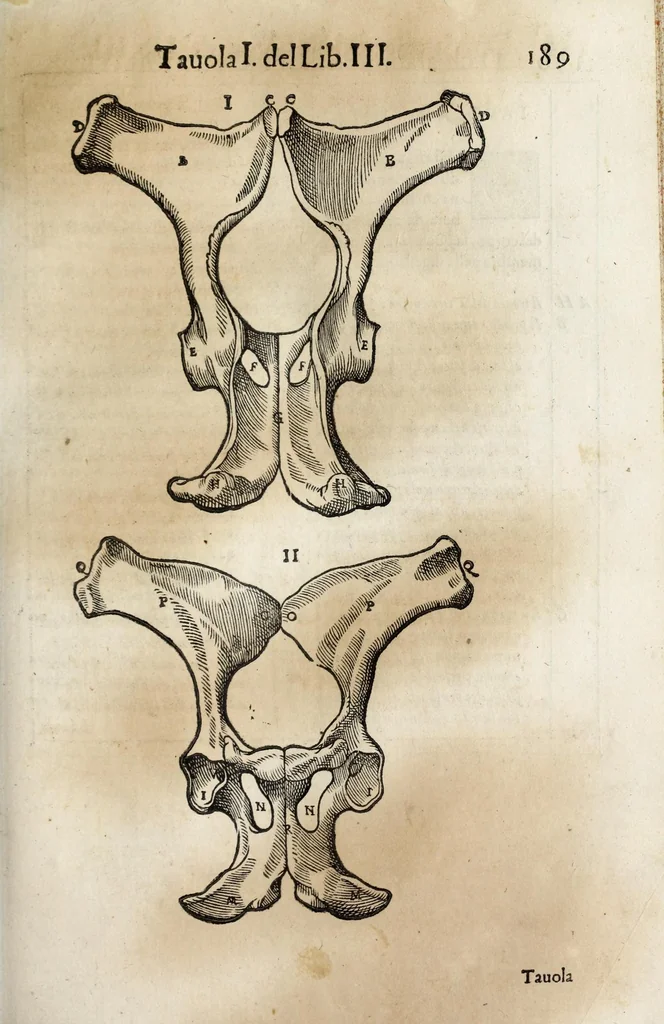 An illustration from Anatomia del cavallo, infermità, et svoi rimedii : opera nuova ..., 1599, leaf 229