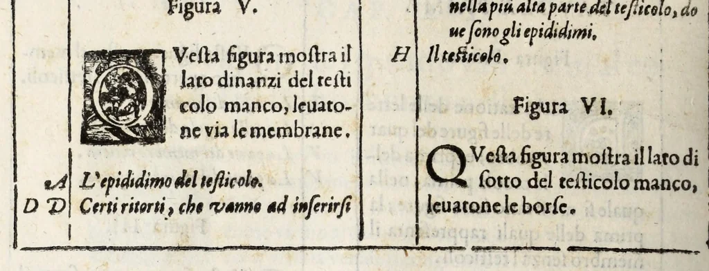 An illustration from Anatomia del cavallo, infermità, et svoi rimedii : opera nuova ..., 1599, leaf 248
