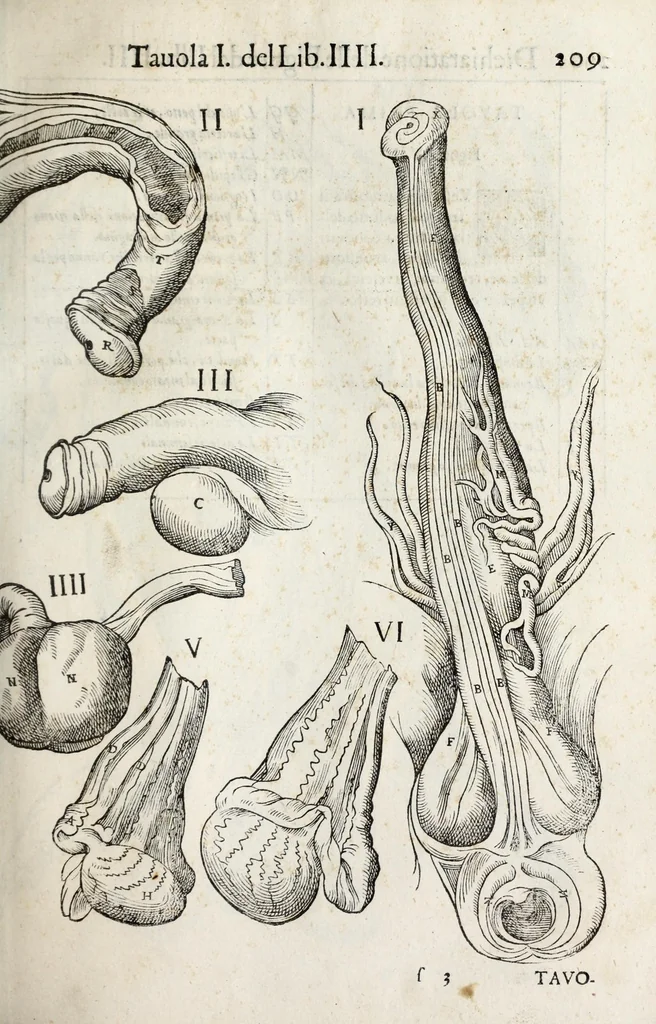 An illustration from Anatomia del cavallo, infermità, et svoi rimedii : opera nuova ..., 1599, leaf 249
