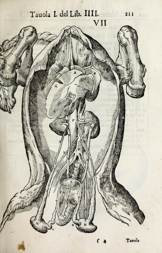 An illustration from Anatomia del cavallo, infermità, et svoi rimedii : opera nuova ..., 1599, leaf 251