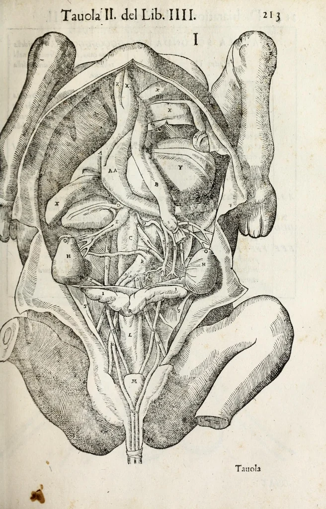 An illustration from Anatomia del cavallo, infermità, et svoi rimedii : opera nuova ..., 1599, leaf 253