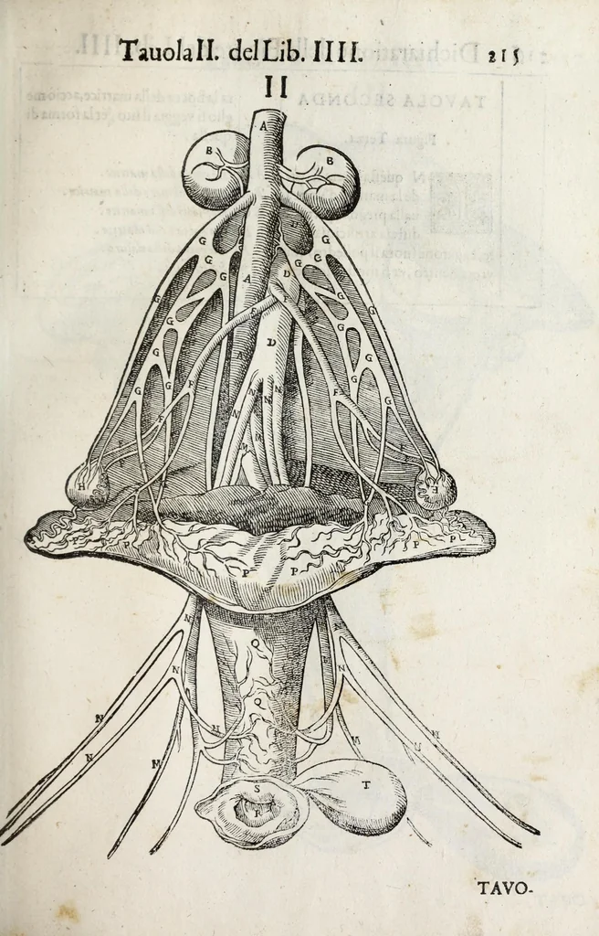 An illustration from Anatomia del cavallo, infermità, et svoi rimedii : opera nuova ..., 1599, leaf 255