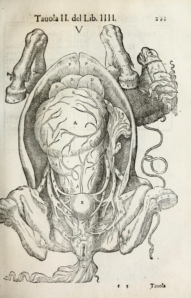 An illustration from Anatomia del cavallo, infermità, et svoi rimedii : opera nuova ..., 1599, leaf 261