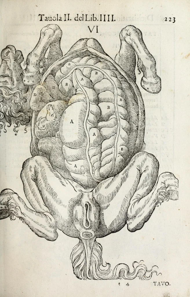 An illustration from Anatomia del cavallo, infermità, et svoi rimedii : opera nuova ..., 1599, leaf 263