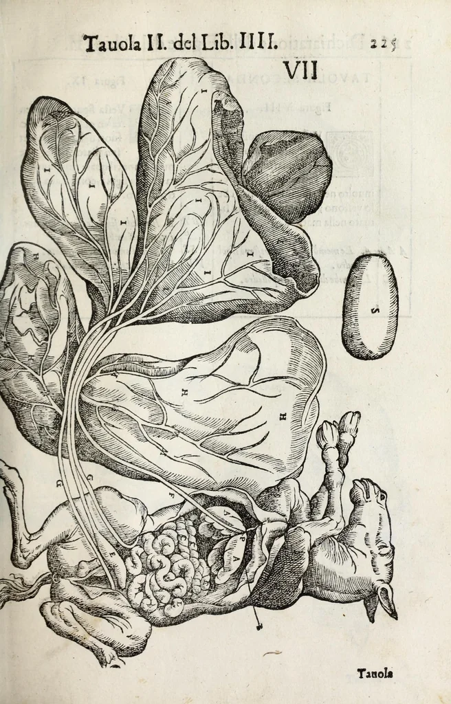 An illustration from Anatomia del cavallo, infermità, et svoi rimedii : opera nuova ..., 1599, leaf 265
