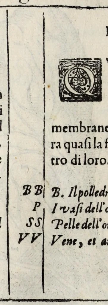An illustration from Anatomia del cavallo, infermità, et svoi rimedii : opera nuova ..., 1599, leaf 266