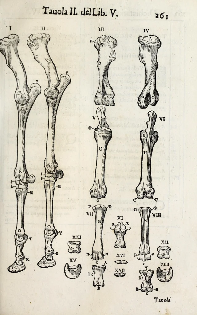 An illustration from Anatomia del cavallo, infermità, et svoi rimedii : opera nuova ..., 1599, leaf 301
