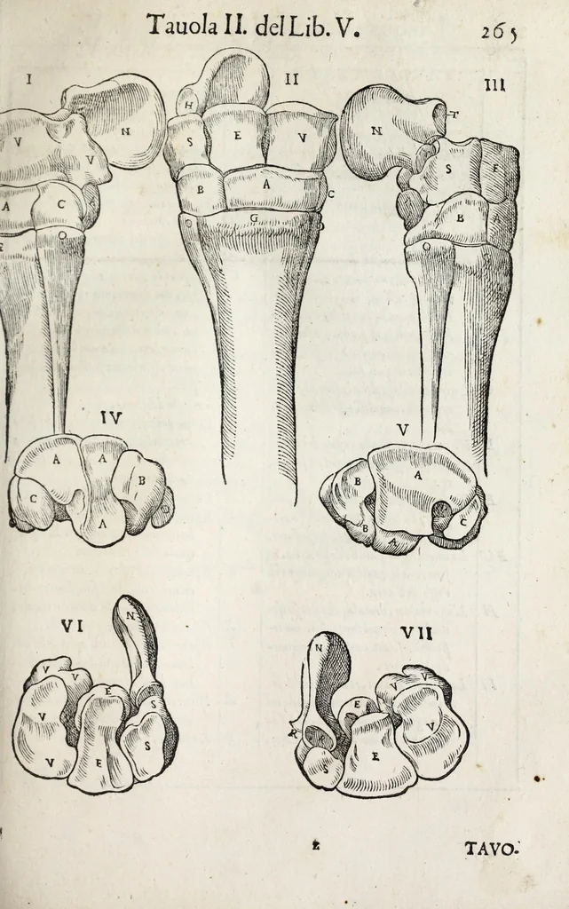 An illustration from Anatomia del cavallo, infermità, et svoi rimedii : opera nuova ..., 1599, leaf 305