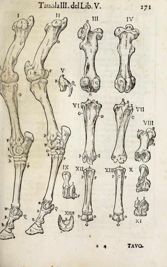 An illustration from Anatomia del cavallo, infermità, et svoi rimedii : opera nuova ..., 1599, leaf 311