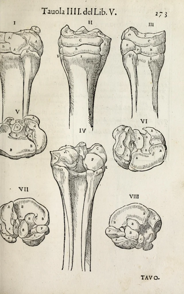 An illustration from Anatomia del cavallo, infermità, et svoi rimedii : opera nuova ..., 1599, leaf 313