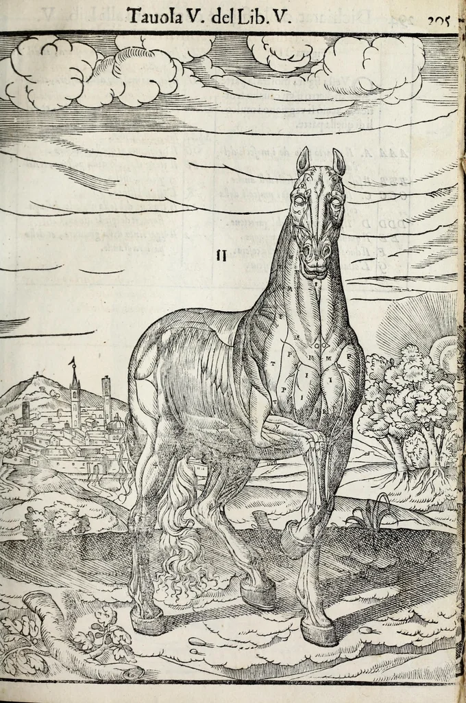 An illustration from Anatomia del cavallo, infermità, et svoi rimedii : opera nuova ..., 1599, leaf 333