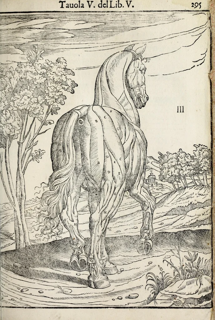 An illustration from Anatomia del cavallo, infermità, et svoi rimedii : opera nuova ..., 1599, leaf 335