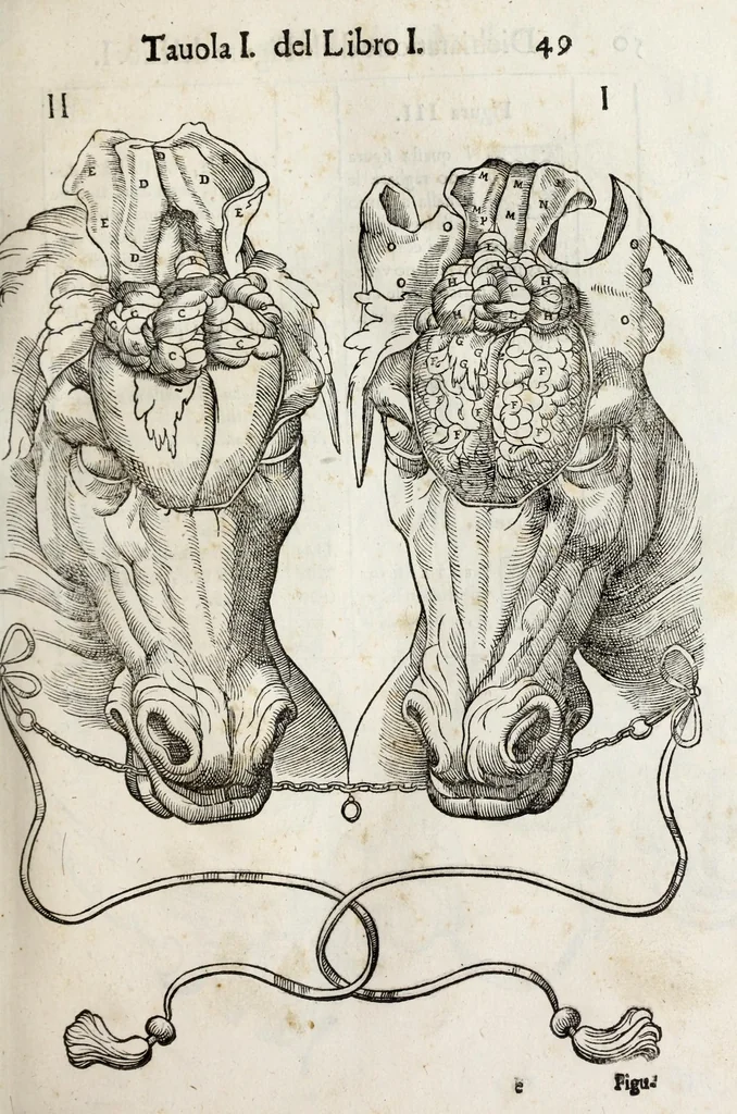 An illustration from Anatomia del cavallo, infermità, et svoi rimedii : opera nuova ..., 1599, leaf 89