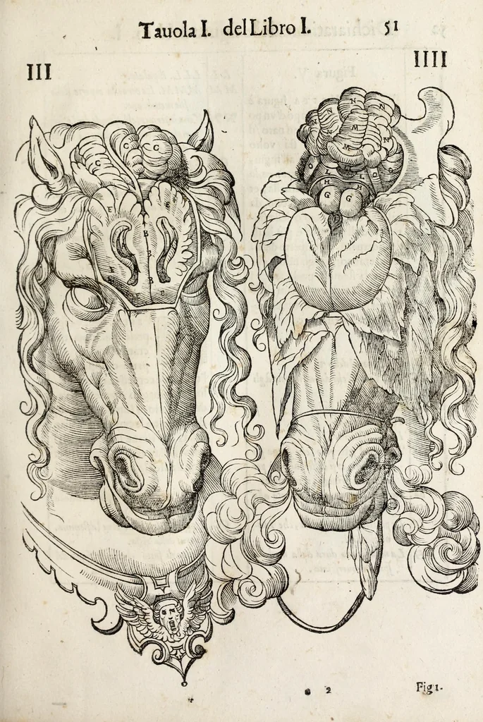 An illustration from Anatomia del cavallo, infermità, et svoi rimedii : opera nuova ..., 1599, leaf 91