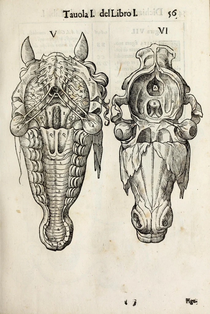 An illustration from Anatomia del cavallo, infermità, et svoi rimedii : opera nuova ..., 1599, leaf 93