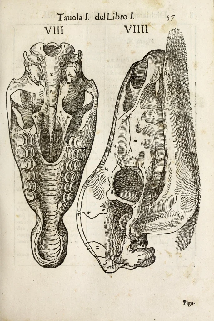 An illustration from Anatomia del cavallo, infermità, et svoi rimedii : opera nuova ..., 1599, leaf 97